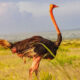 Explore Ostriches in Kidepo Valley National Park
