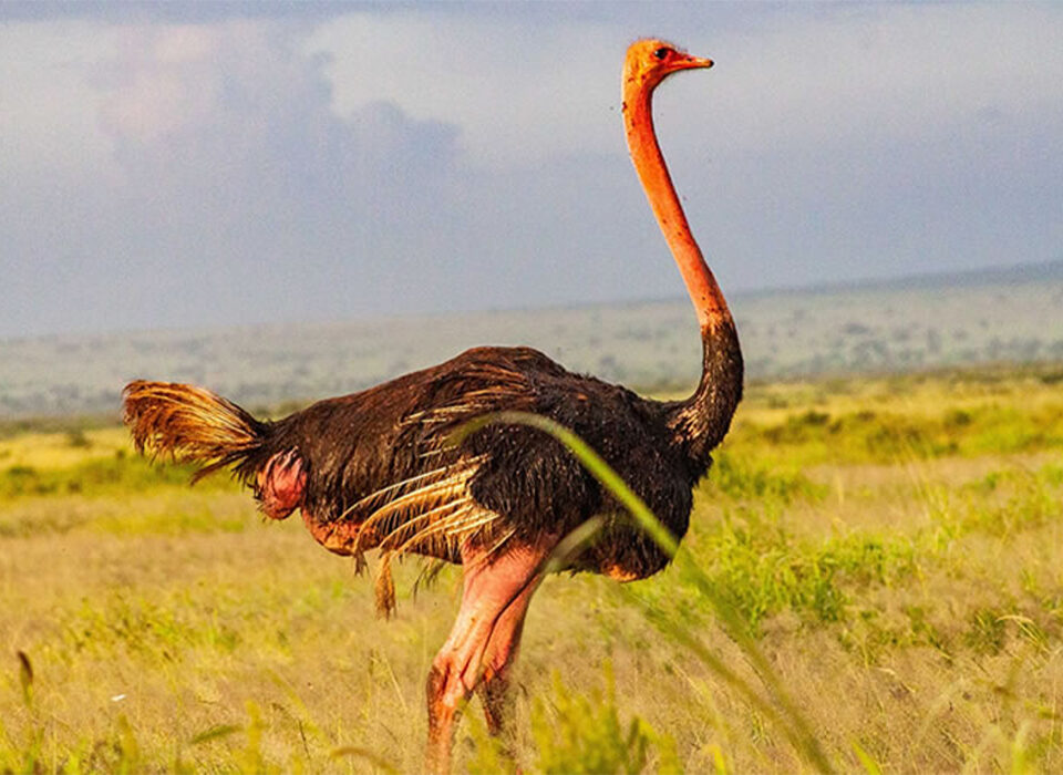 Explore Ostriches in Kidepo Valley National Park