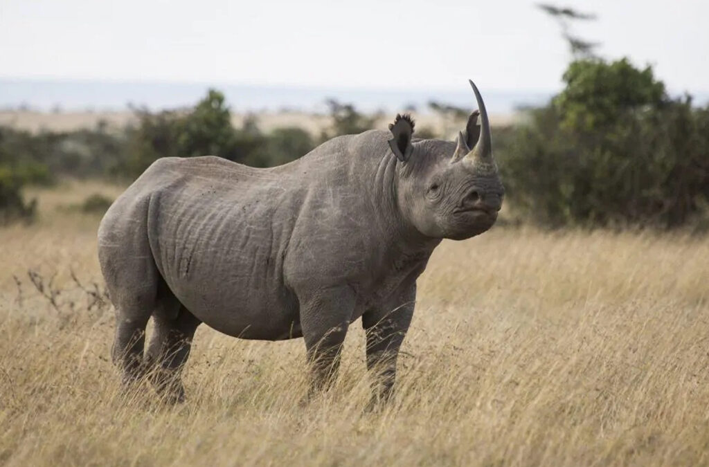 Where to See Rhinos on a Kenya Safari