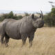 Where to See Rhinos on a Kenya Safari