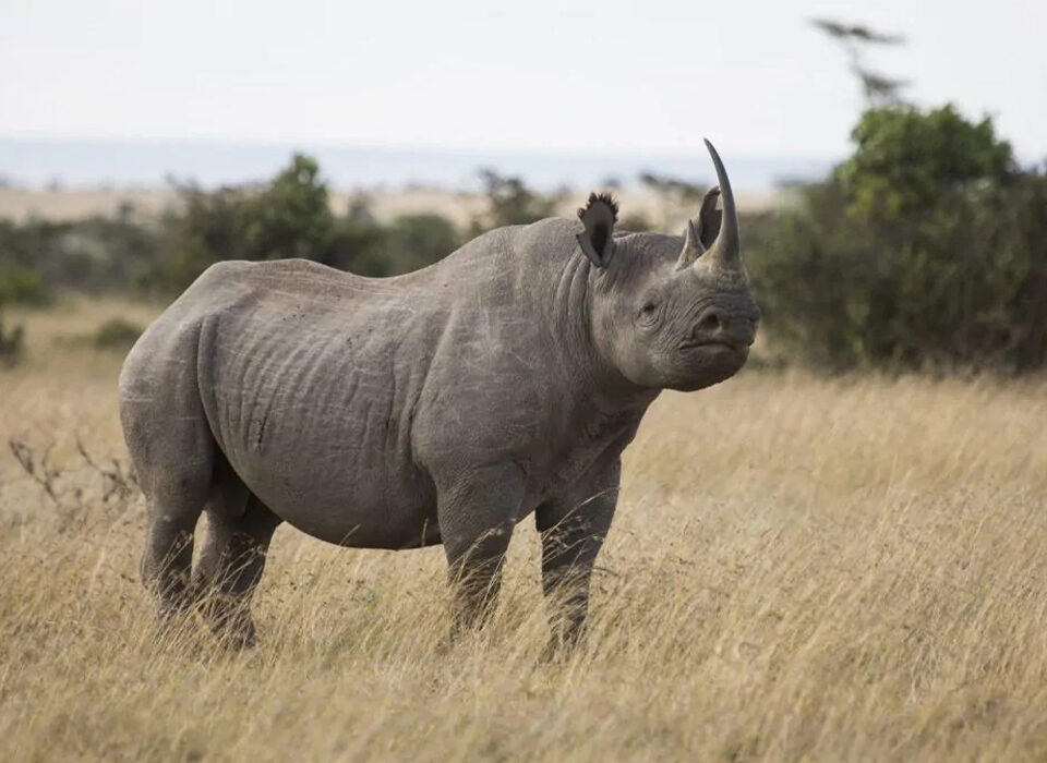 Where to See Rhinos on a Kenya Safari