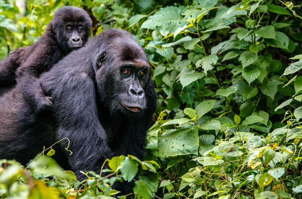 Mountain Gorilla Trekking Rwanda & Bisoke Hiking Tour