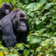 Mountain Gorilla Trekking Rwanda & Bisoke Hiking Tour