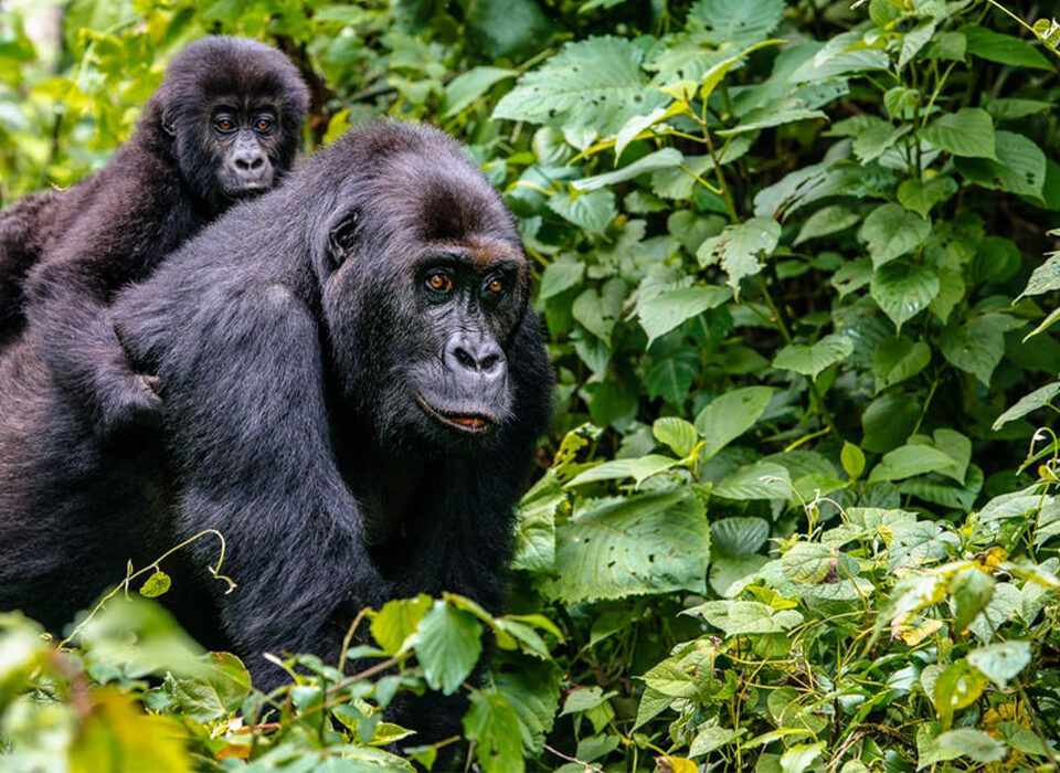 Mountain Gorilla Trekking Rwanda & Bisoke Hiking Tour