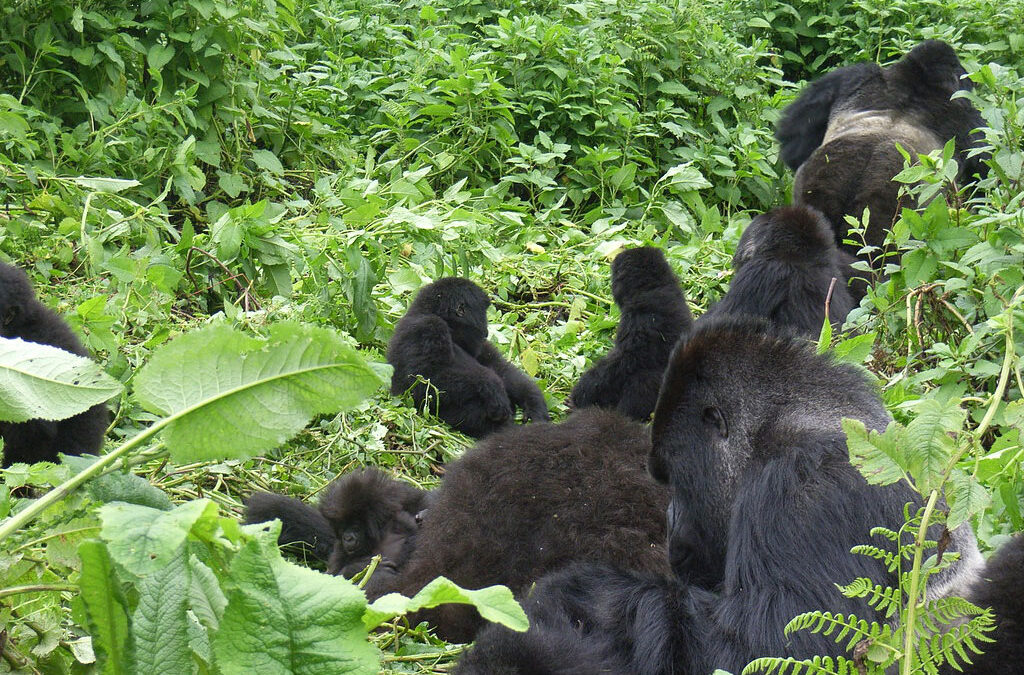The best time to visit Rushaga Sector for Gorilla Trekking