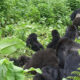 The best time to visit Rushaga Sector for Gorilla Trekking