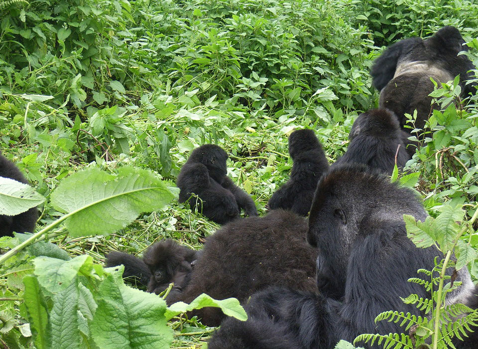 The best time to visit Rushaga Sector for Gorilla Trekking