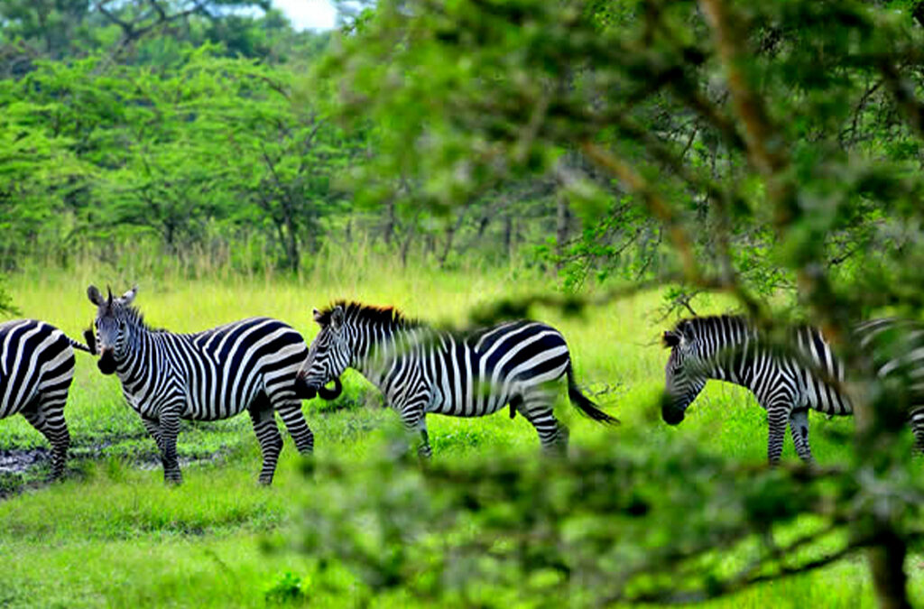 Top 3 National Parks to Visit While Spending Your Vacation in Uganda