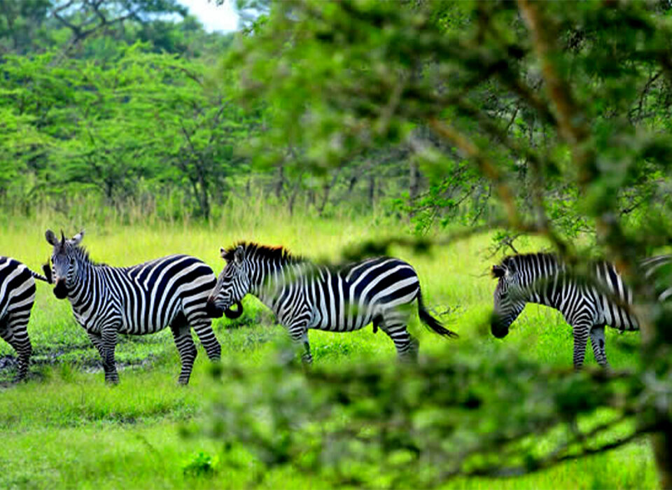 Top 3 National Parks to Visit While Spending Your Vacation in Uganda