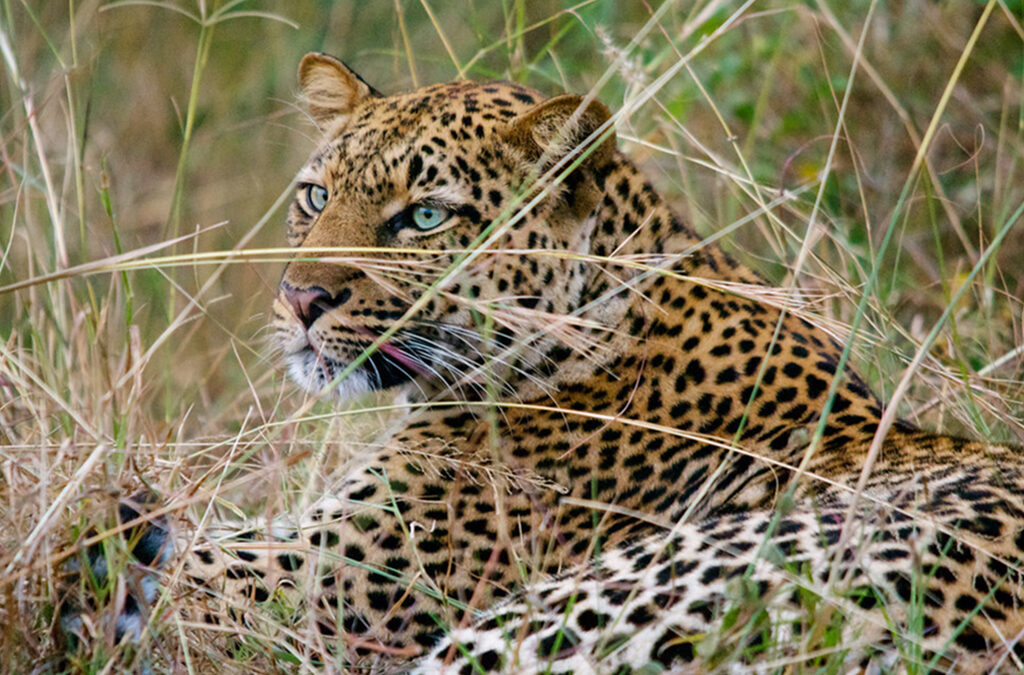 Tracking leopards in Uganda’s savannas