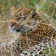 Tracking leopards in Uganda’s savannas
