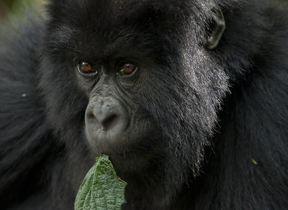 Gorilla trekking Uganda vs Rwanda