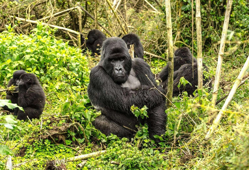 Gorilla Trekking in Congo: A Wild and Authentic Adventure
