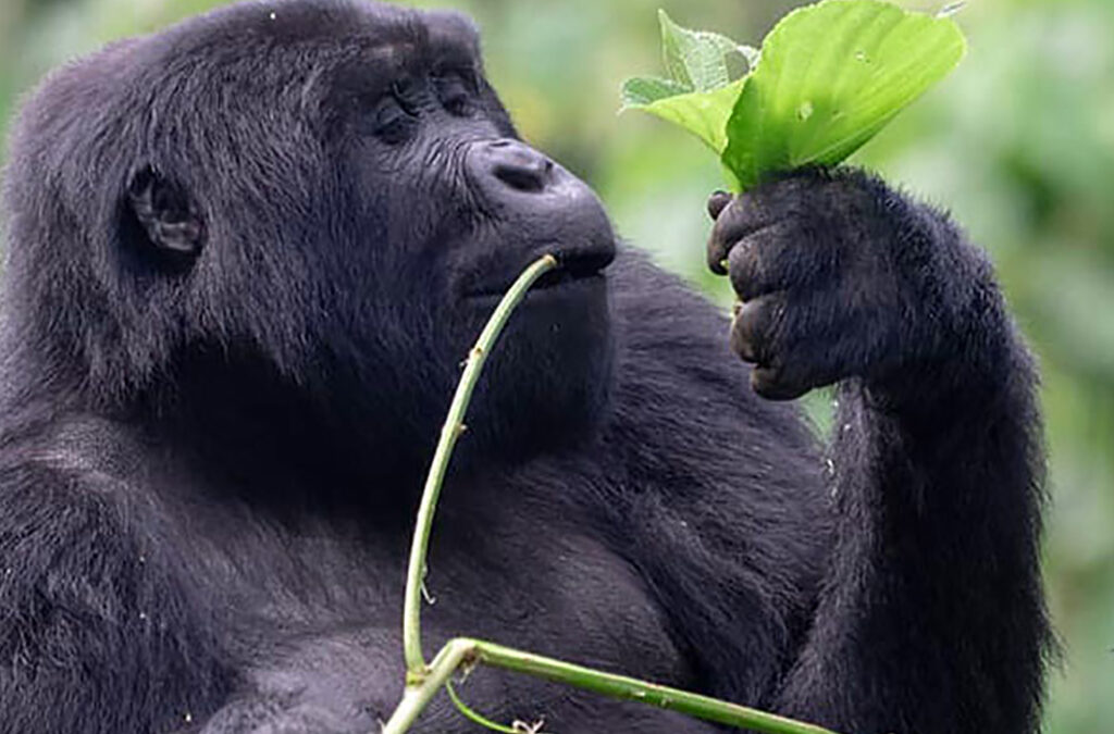 Why Uganda is a primate lover’s paradise