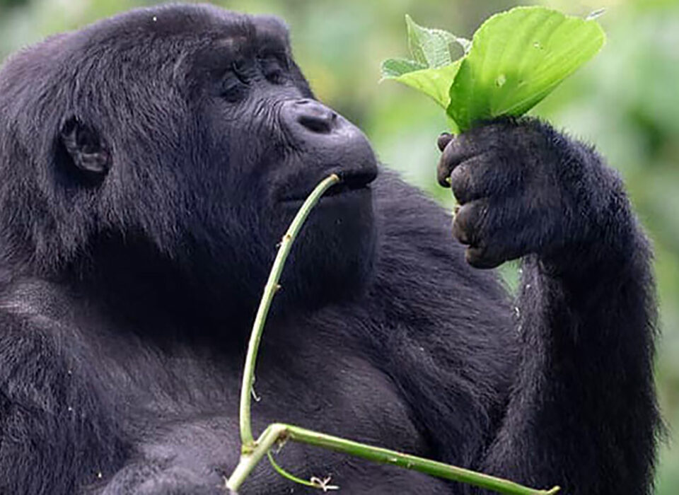 Why Uganda is a primate lover’s paradise