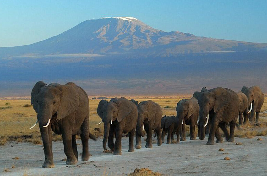 Best Time to Visit Amboseli National Park