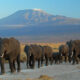 Best Time to Visit Amboseli National Park