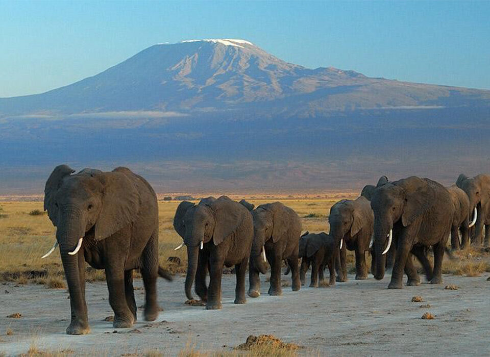 Best Time to Visit Amboseli National Park