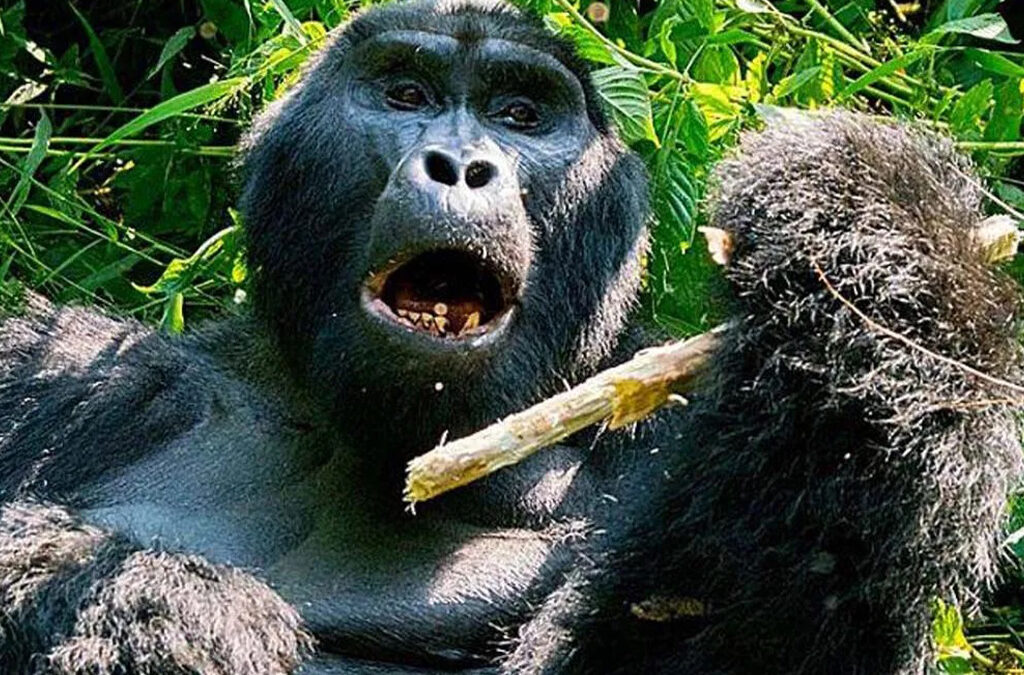 How to Avoid Being Scammed When Planning Your Uganda Safari Online