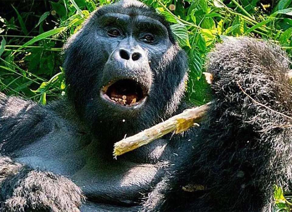 How to Avoid Being Scammed When Planning Your Uganda Safari Online