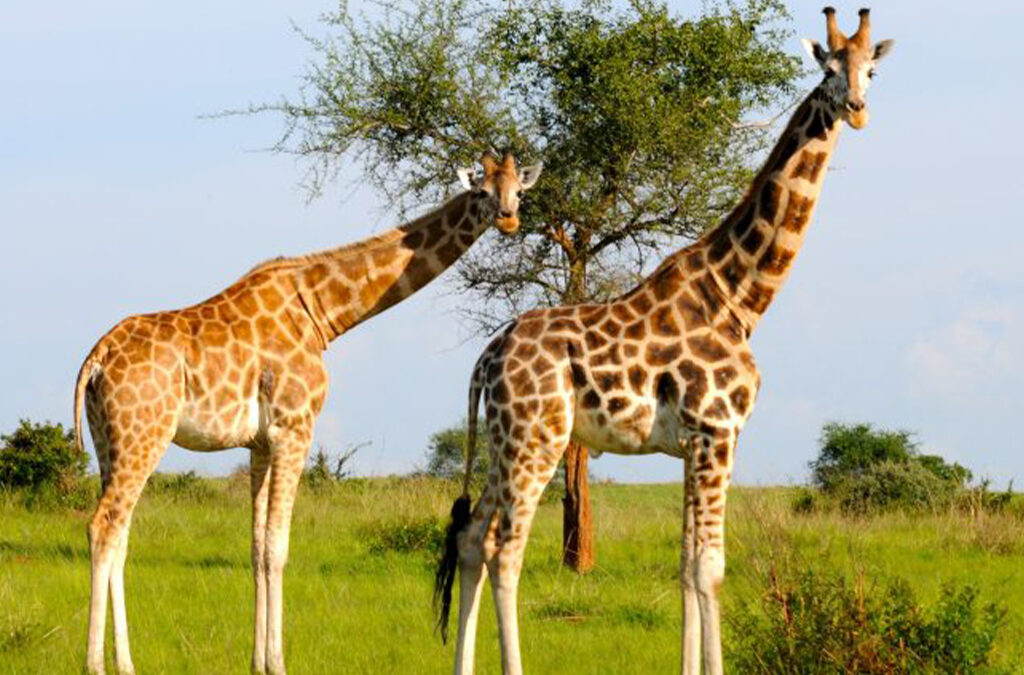 Best Places to See Giraffes in Uganda