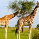 Best Places to See Giraffes in Uganda