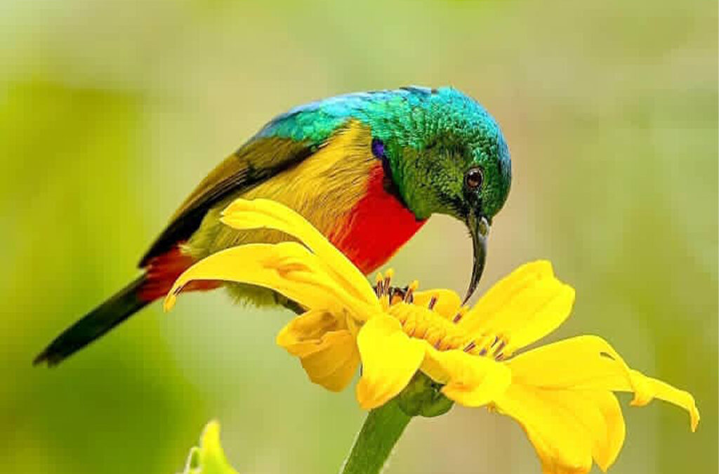 A Detailed Guide for Passionate Bird Lovers in East Africa