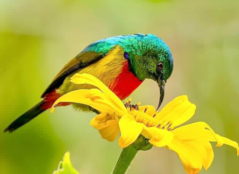 A Detailed Guide for Passionate Bird Lovers in East Africa