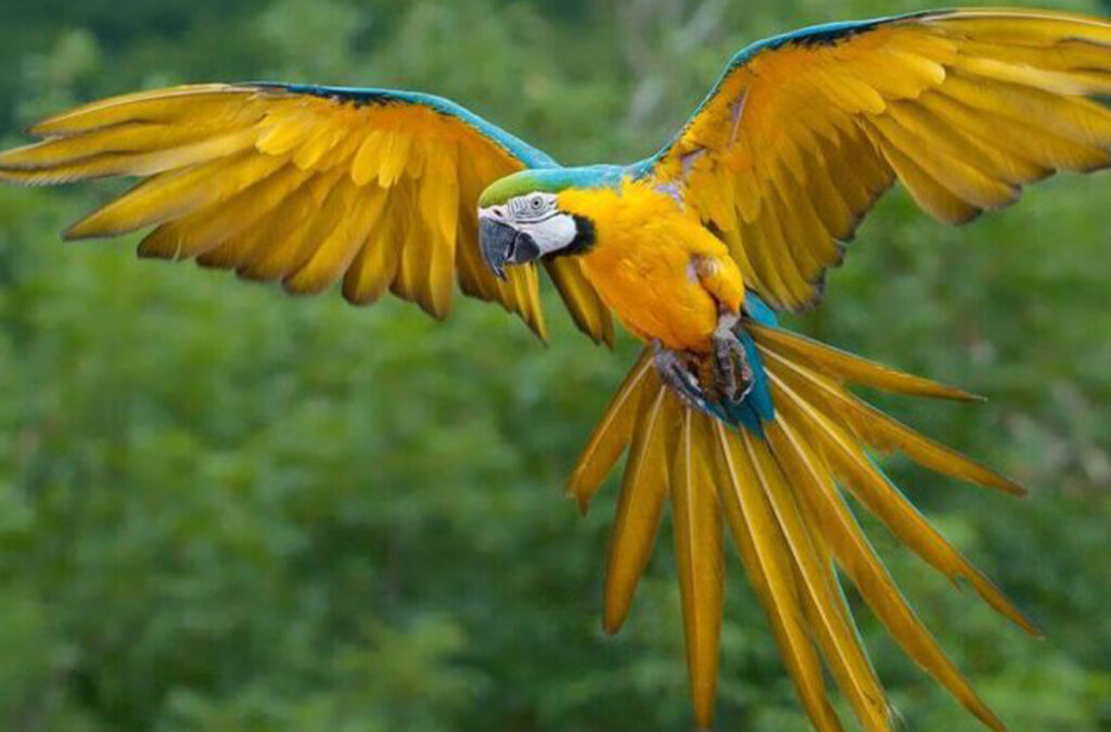 Best Sites for Birding in Rwanda