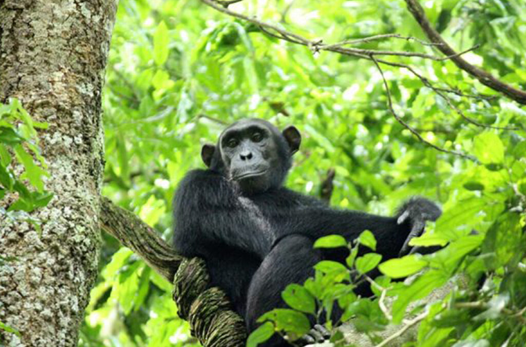 Explore Budongo Forest in Murchison Falls National Park