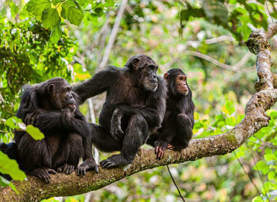 Chimpanzee Trekking in Mahale Mountains National Park