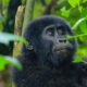 Why the Chances of Seeing Gorillas in Uganda and Rwanda Are Exceptionally High