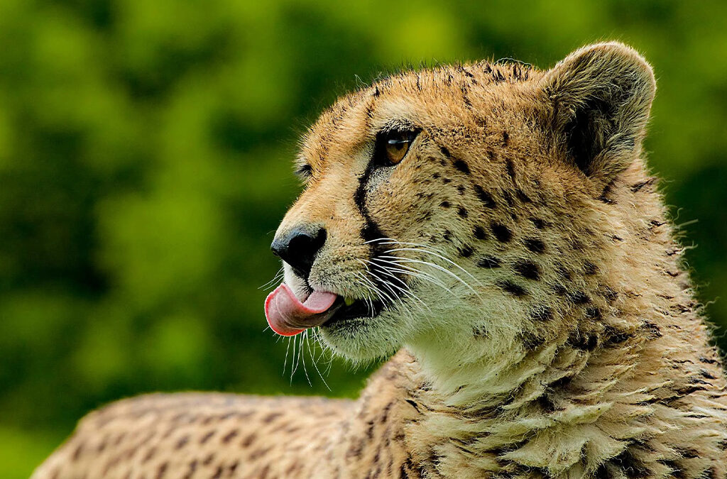 Where to See Cheetahs in Uganda