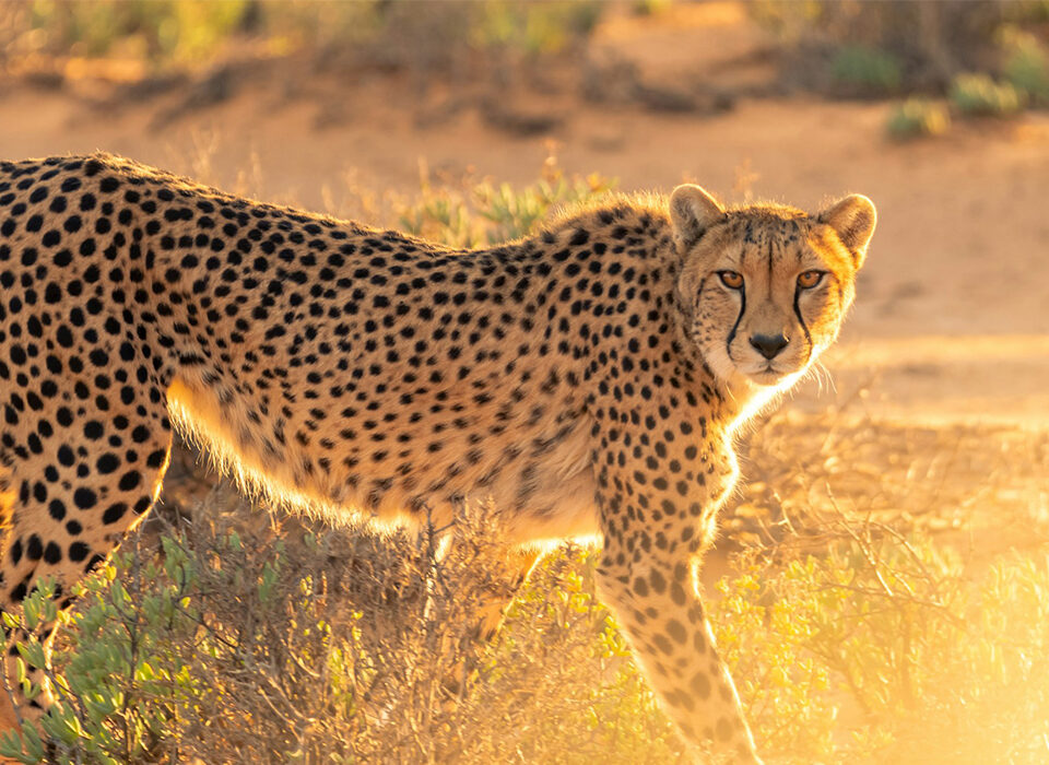 what's the difference between cheetahs and leopards