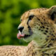 Where to See Cheetahs in Uganda