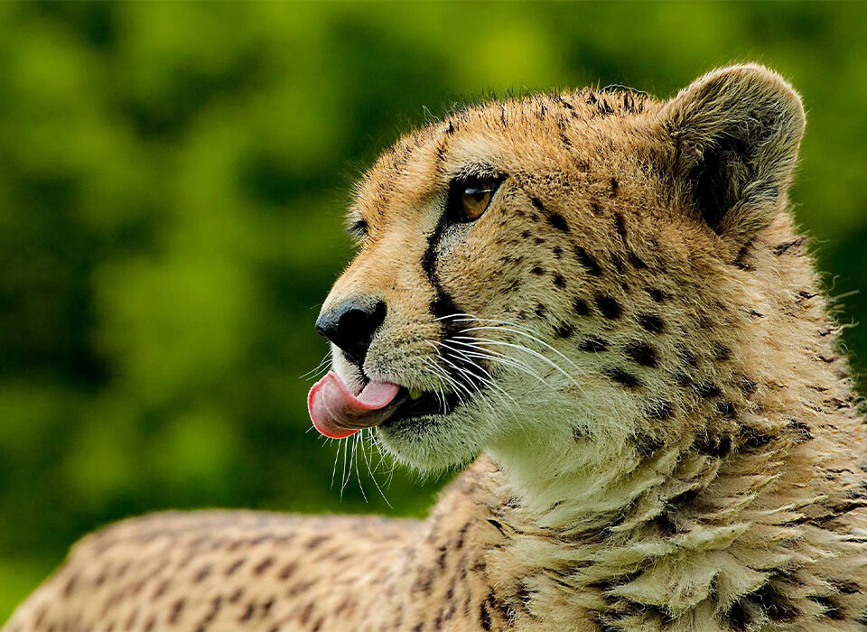Where to See Cheetahs in Uganda