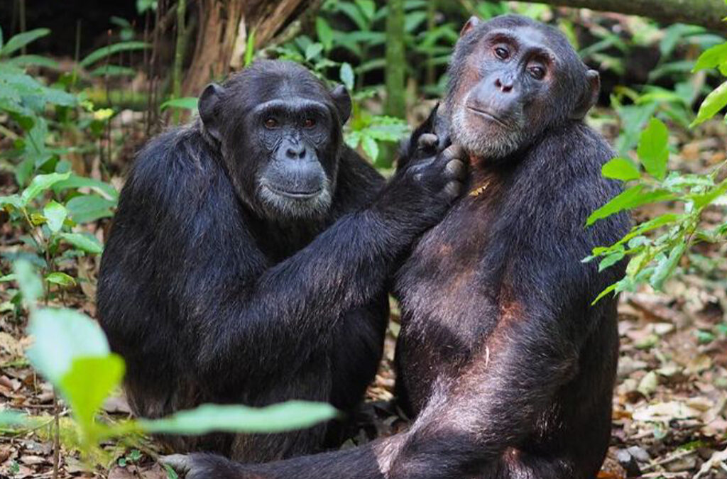 What Is the Age Limit for Chimpanzee Trekking in Uganda?