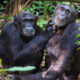 What Is the Age Limit for Chimpanzee Trekking in Uganda?