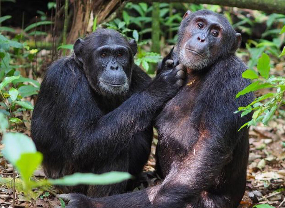 What Is the Age Limit for Chimpanzee Trekking in Uganda?