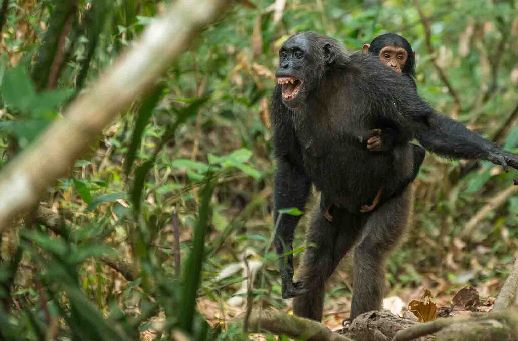 Why Mountain Gorillas and Chimpanzees Don’t Coexist