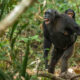 Why Mountain Gorillas and Chimpanzees Don’t Coexist