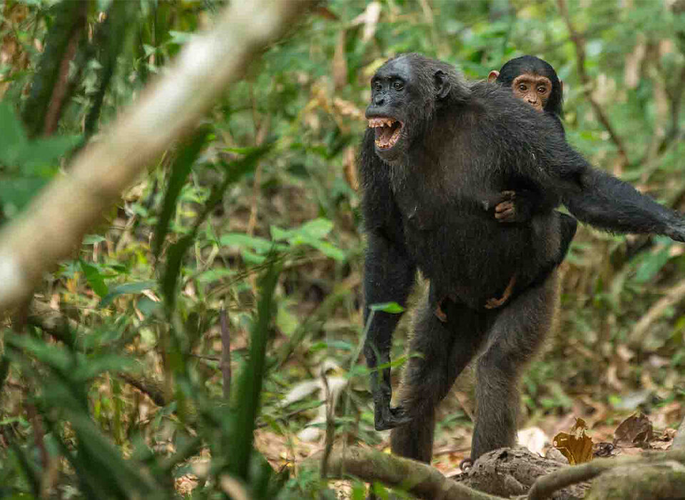 Why Mountain Gorillas and Chimpanzees Don’t Coexist