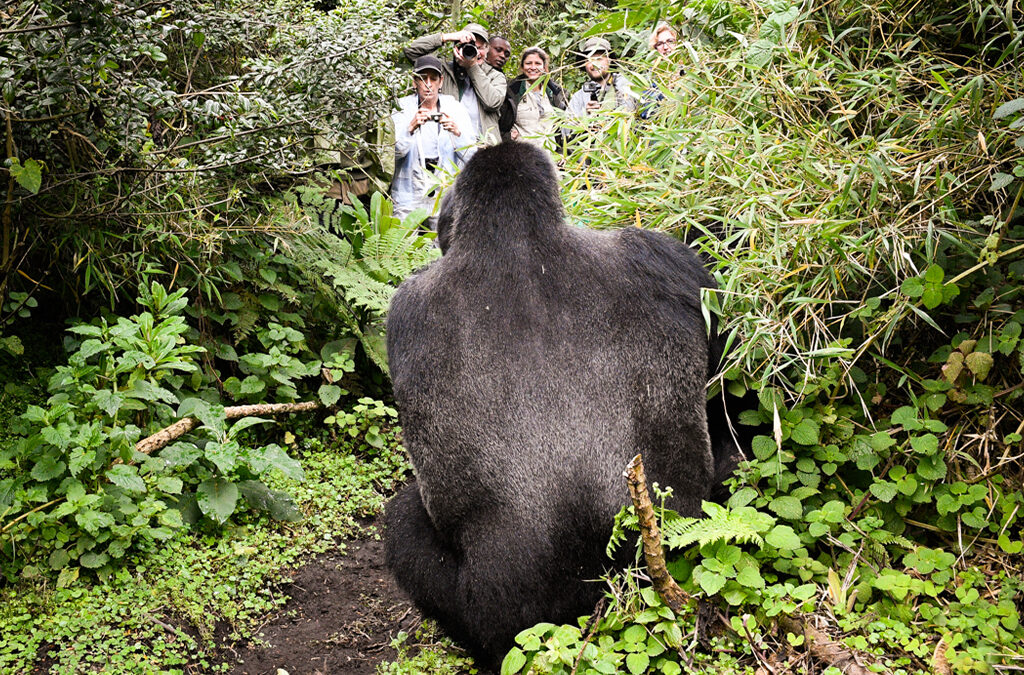 A Close Encounter with Mountain Gorillas in Rwanda