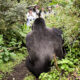 A Close Encounter with Mountain Gorillas in Rwanda