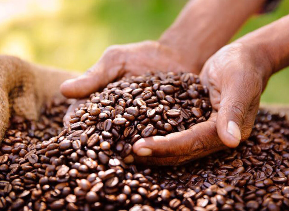 Coffee Tours in Queen Elizabeth National Park