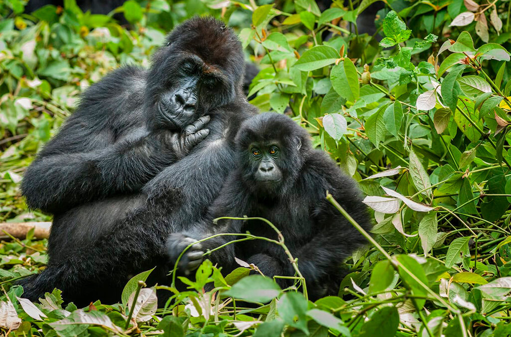 Congo vs Uganda and Rwanda: Where Should You Go Gorilla Trekking?