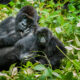 Congo vs Uganda and Rwanda: Where Should You Go Gorilla Trekking?