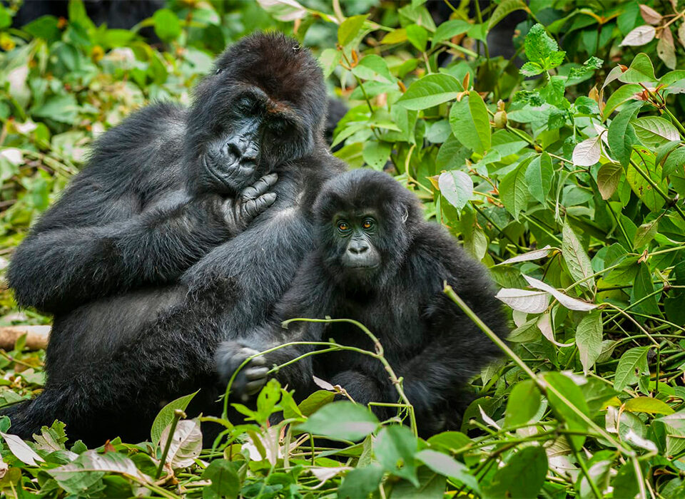 Congo vs Uganda and Rwanda: Where Should You Go Gorilla Trekking?