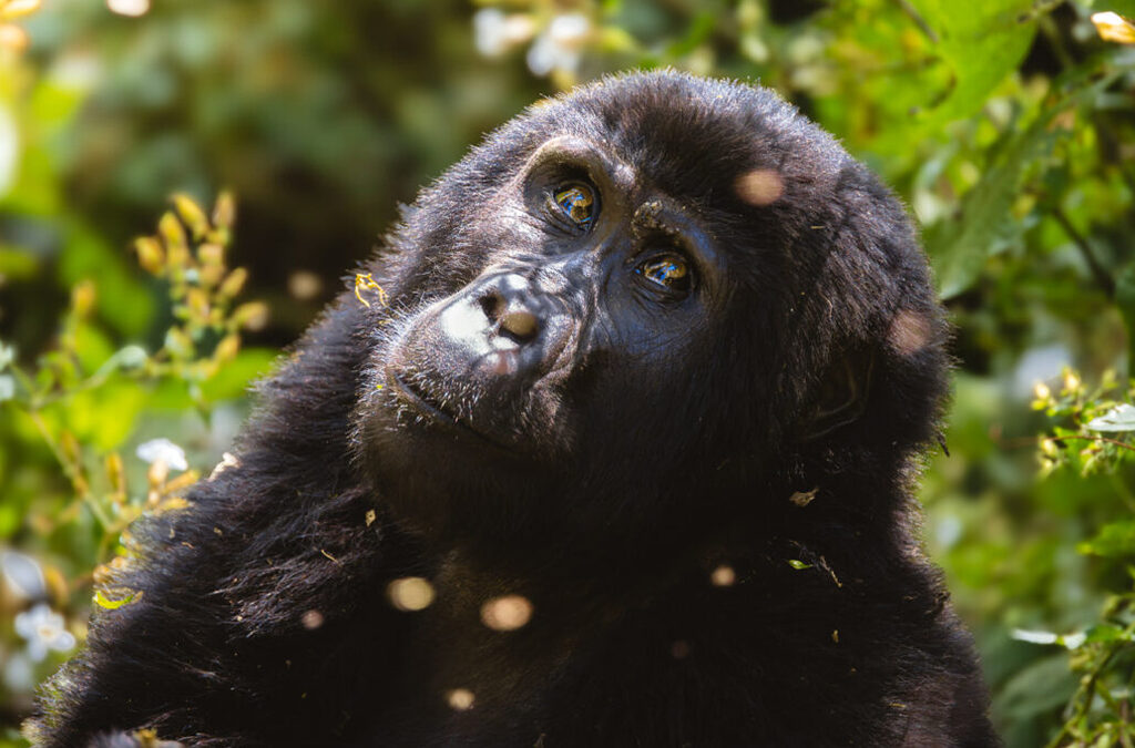 Is Gorilla Trekking Ethical? What Responsible Travelers Need to Know