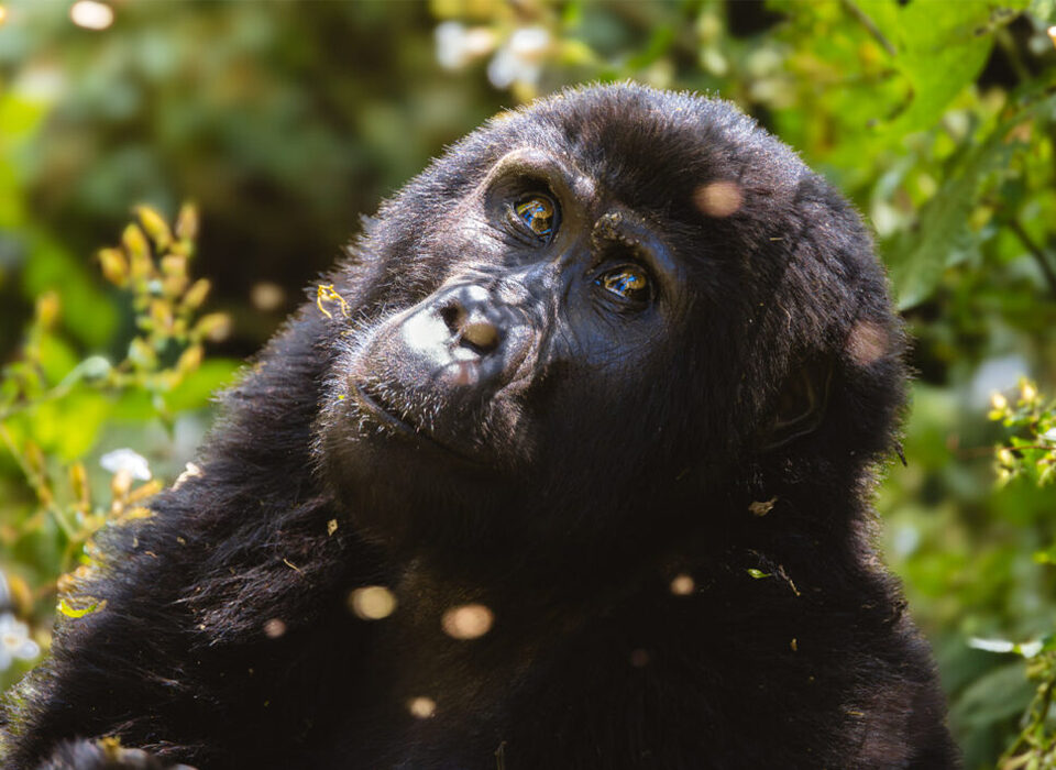 Is Gorilla Trekking Ethical? What Responsible Travelers Need to Know